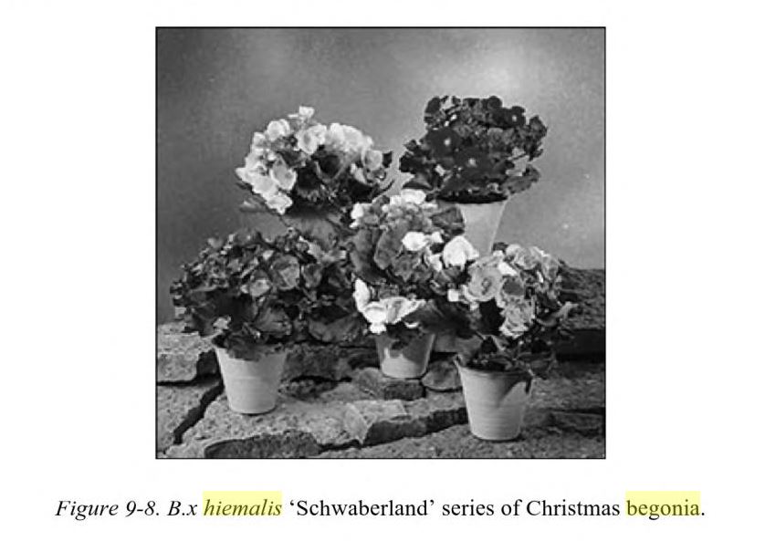 B. ‘x hiemalis Schwaberland’